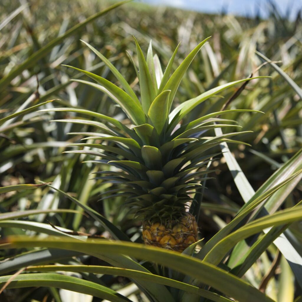 The 26 Best Things To Do On Maui | Bucket List Guide (2025) Hawaii Calling a pineapple growing in a pineapple plantation