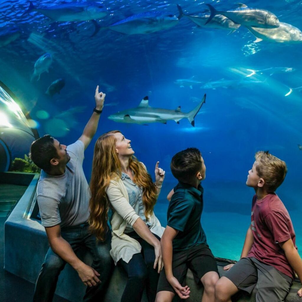 The 26 Best Things To Do On Maui | Bucket List Guide (2025) Hawaii Calling a group of people looking at fish in an aquarium