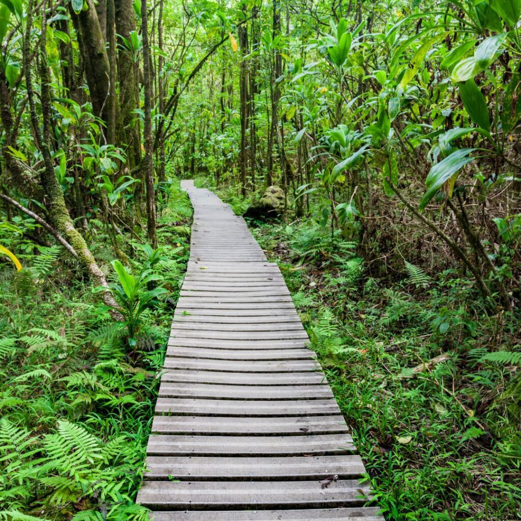The 26 Best Things To Do On Maui | Bucket List Guide (2025) Hawaii Calling a wooden walkway through a forest