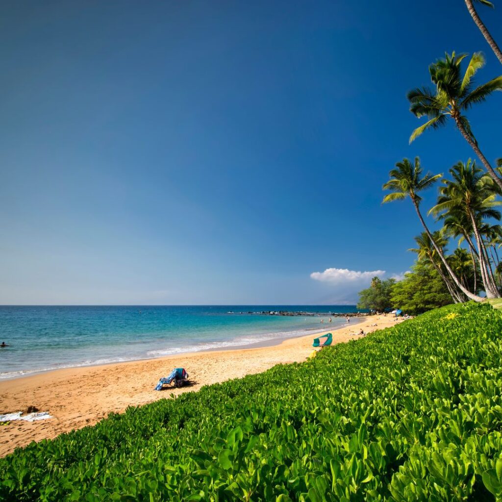 Snorkeling on Maui: The Ultimate Guide To 27 Amazing Spots Hawaii Calling a beach with palm trees and a blue ocean