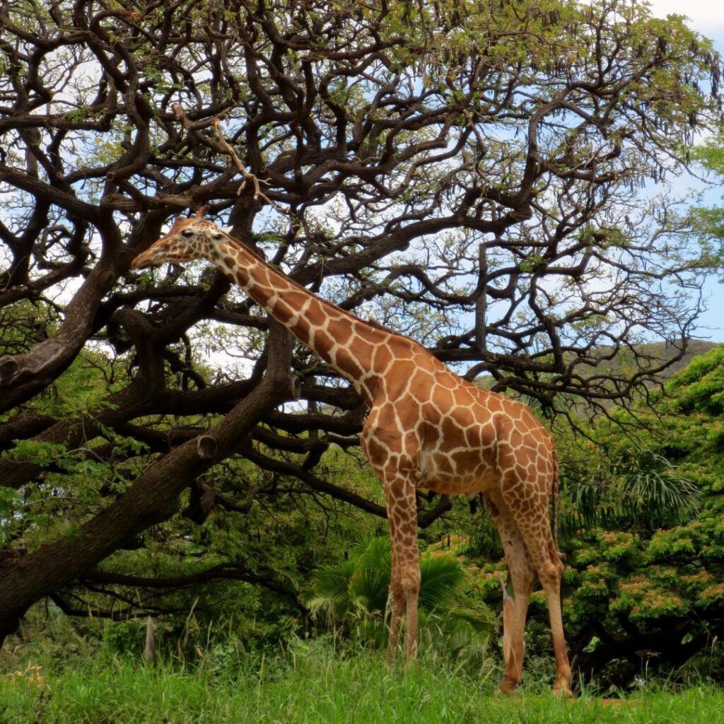 The 23 Best Things To Do In Waikiki |A Local Guide (2025) Hawaii Calling a giraffe standing in grass next to a tree