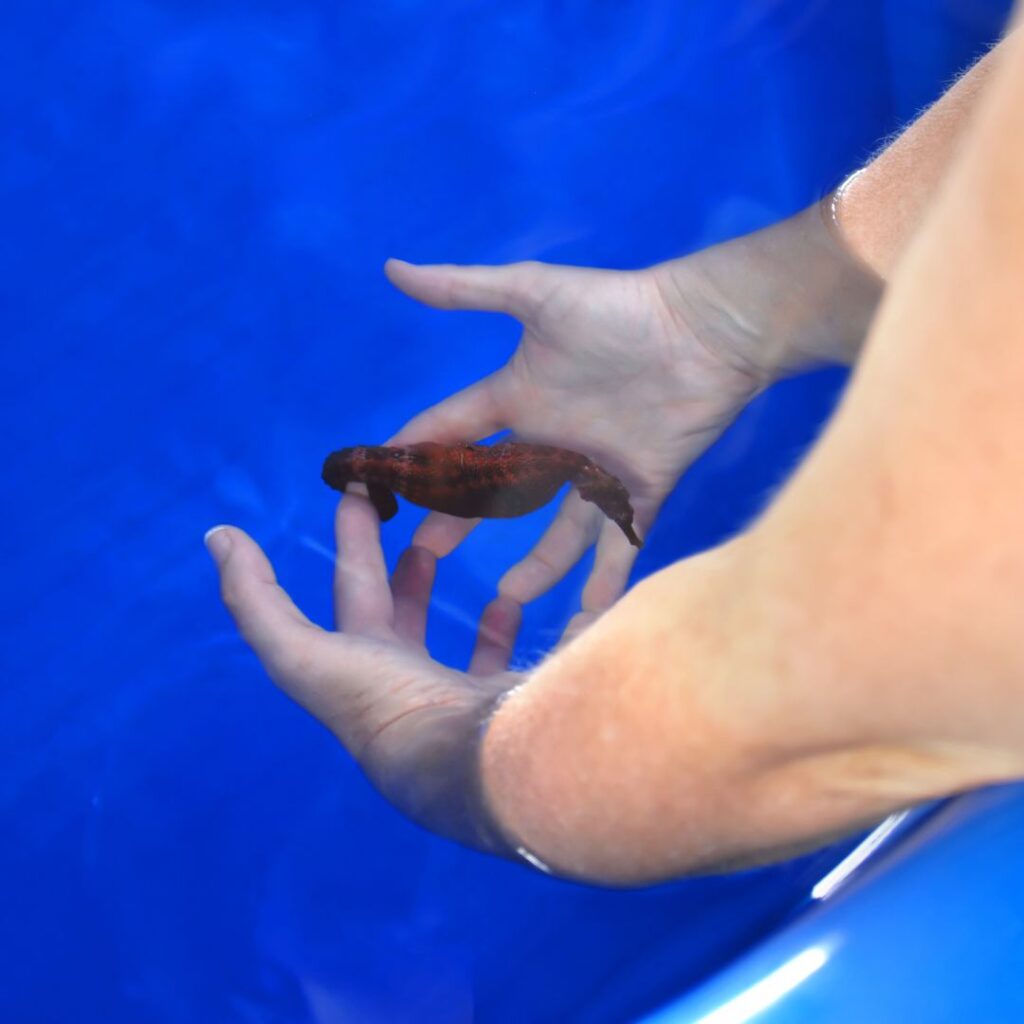 The 49 Best Things To Do In Kona Hawaii Calling a person holding a fish in water