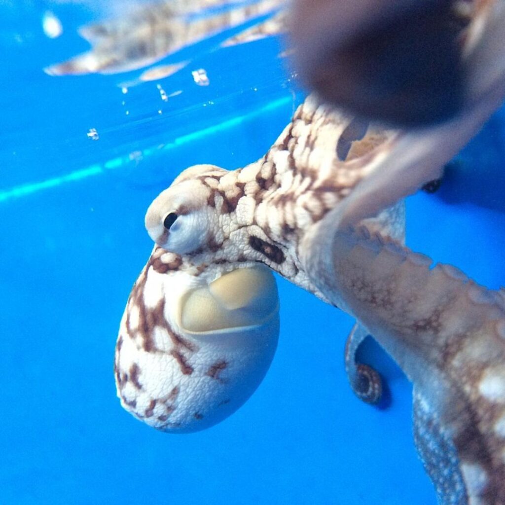 The 49 Best Things To Do In Kona Hawaii Calling a octopus with its mouth open