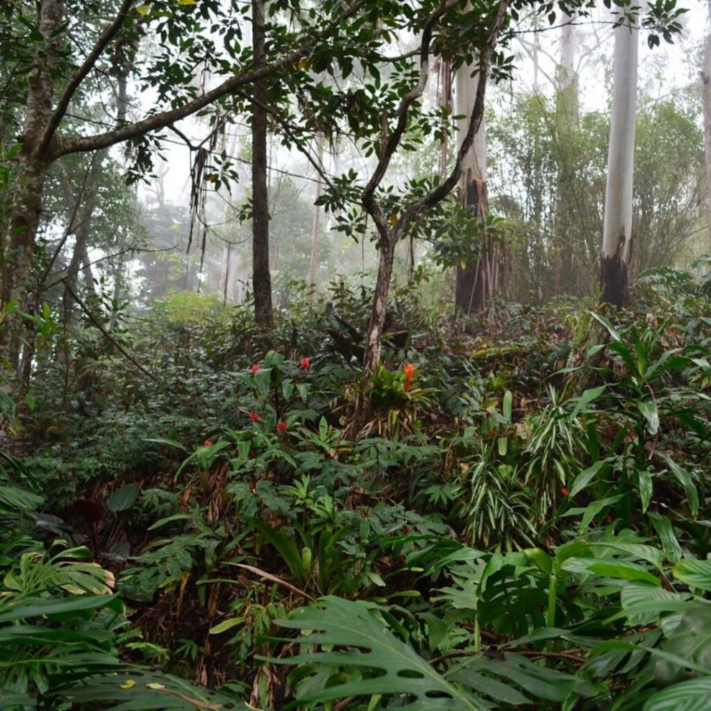 The 49 Best Things To Do In Kona Hawaii Calling a forest with trees and plants