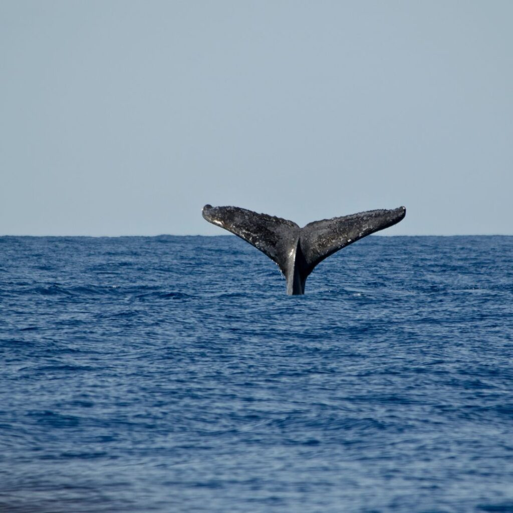 The 49 Best Things To Do In Kona Hawaii Calling a whale tail above the water
