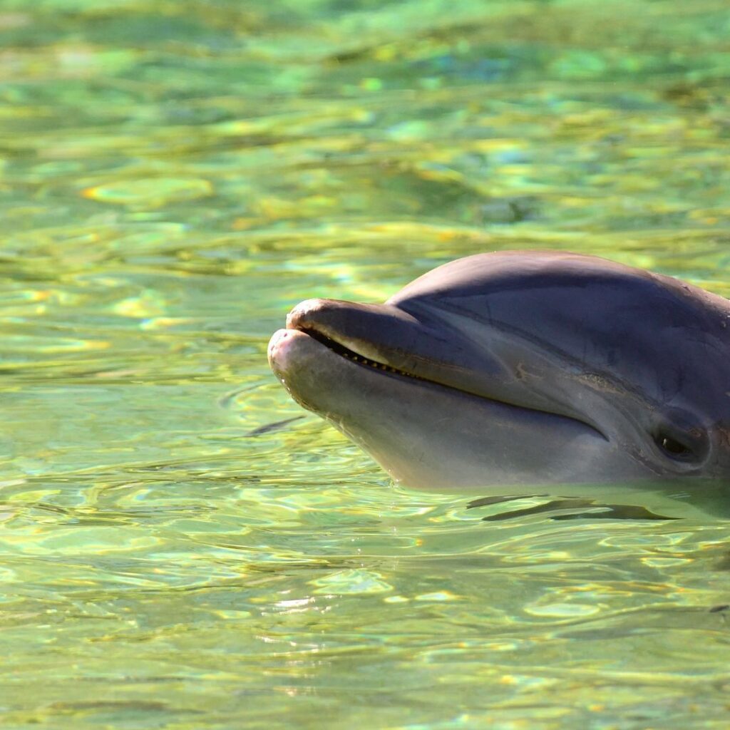 The 49 Best Things To Do In Kona Hawaii Calling a dolphin swimming in water