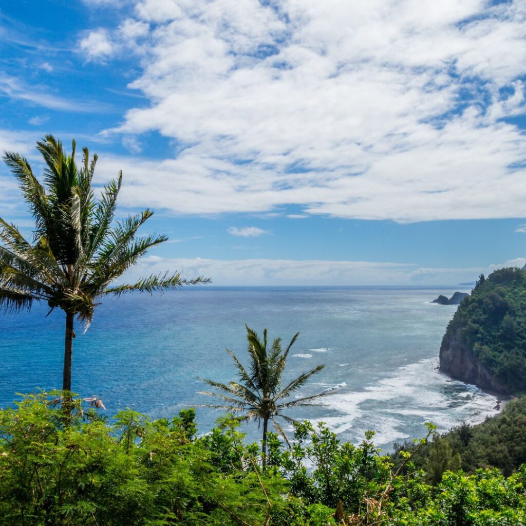 The 49 Best Things To Do In Kona Hawaii Calling a palm trees and a body of water