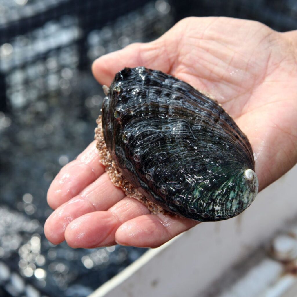 The 49 Best Things To Do In Kona Hawaii Calling a hand holding a shell