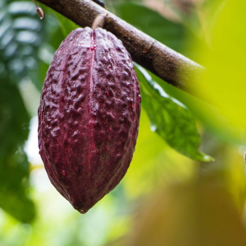 The 26 Best Things To Do On Maui | Bucket List Guide (2025) Hawaii Calling a fruit on a tree