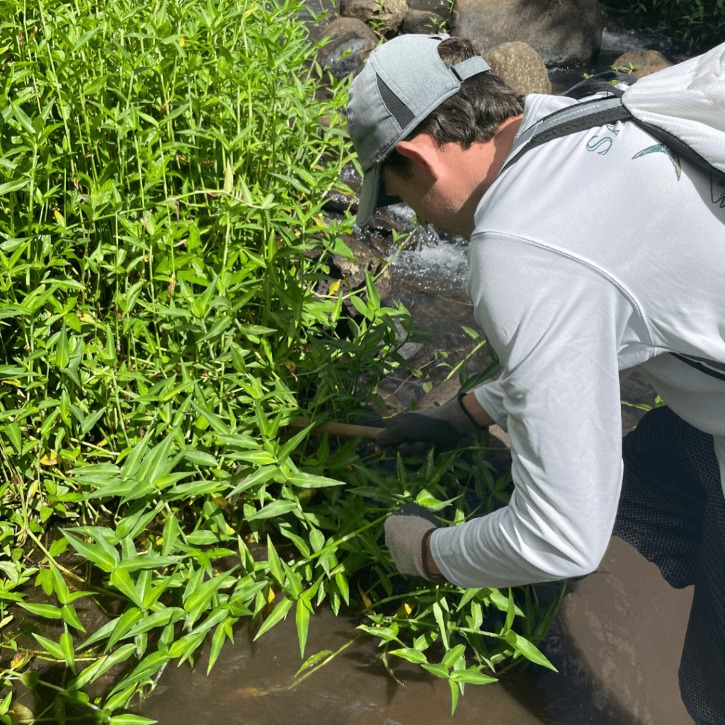 Why Volunteering at Papahana Kuaola Should Be on Your Bucket List Hawaii Calling a man in a hat and gloves picking up plants