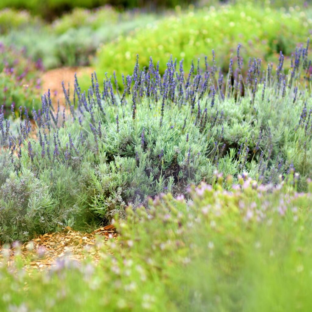 The 26 Best Things To Do On Maui | Bucket List Guide (2025) Hawaii Calling a close up of a field of lavender
