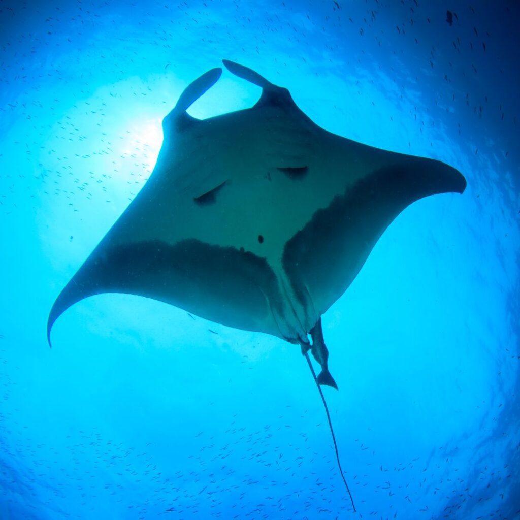 35 Best Things To Do On The Big Island Hawaii Calling a manta ray swimming in the water