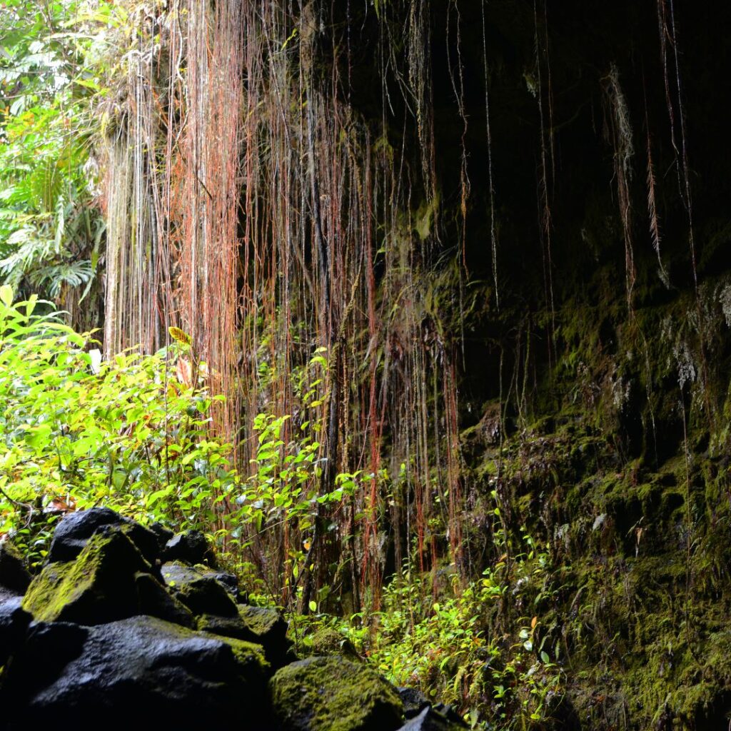 35 Best Things To Do On The Big Island Hawaii Calling a rock wall with plants and vines from it