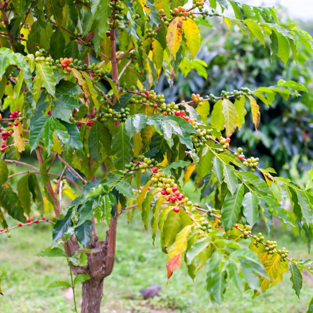 35 Best Things To Do On The Big Island Hawaii Calling a coffee tree with red berries
