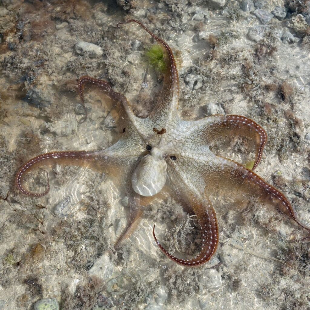 35 Best Things To Do On The Big Island Hawaii Calling a starfish in the water
