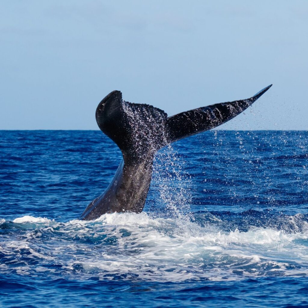 35 Best Things To Do On The Big Island Hawaii Calling a whale tail above the water