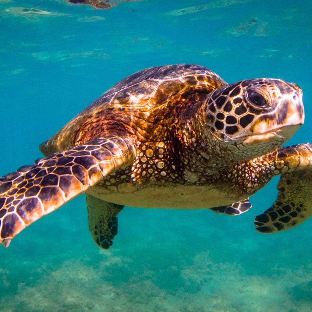 15 Best Snorkel Tours On Oahu | Book These Early Hawaii Calling A turtle underwater from the turtle canyon tour, one of the best snorkel tours on Oahu