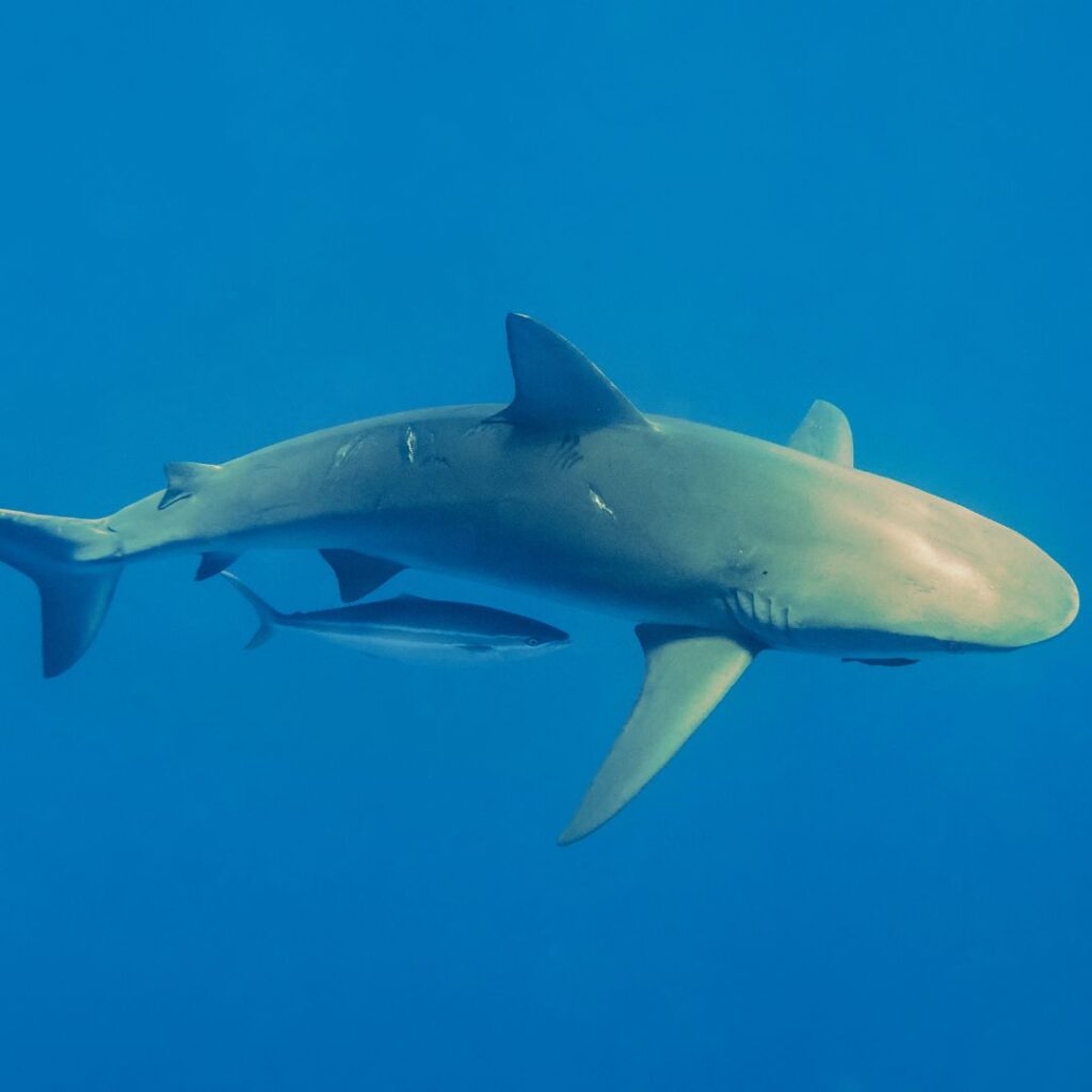 15 Best Snorkel Tours On Oahu | Book These Early Hawaii Calling a shark swimming in the water