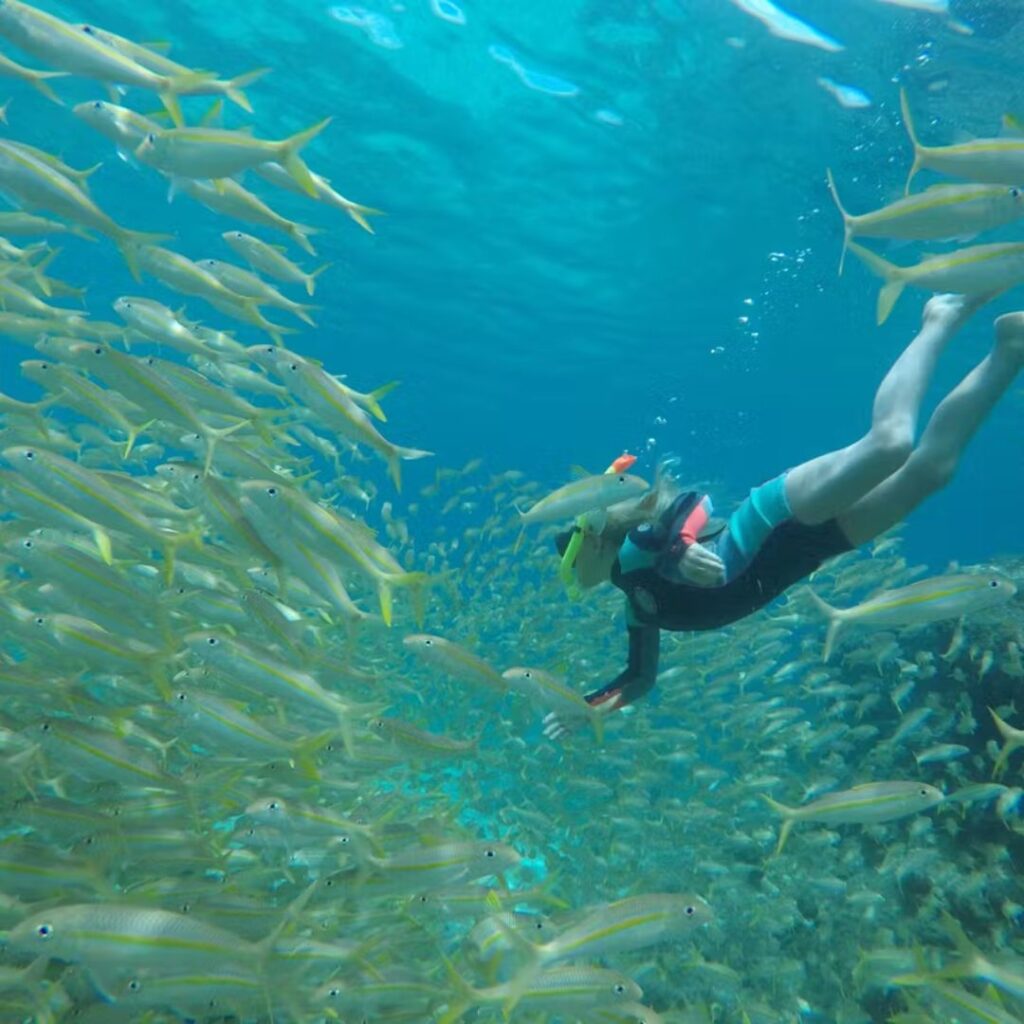 15 Best Snorkel Tours On Oahu | Book These Early Hawaii Calling a person swimming in the water with a school of fish