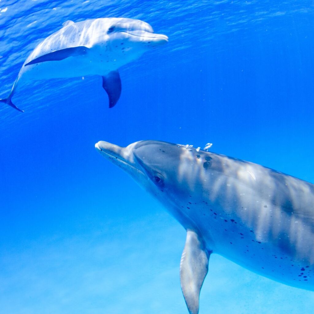15 Best Snorkel Tours On Oahu | Book These Early Hawaii Calling a dolphin swimming in the water