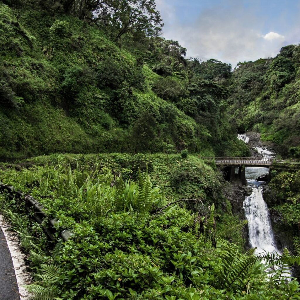 The 26 Best Things To Do On Maui | Bucket List Guide (2025) Hawaii Calling a bridge over a river in a forest