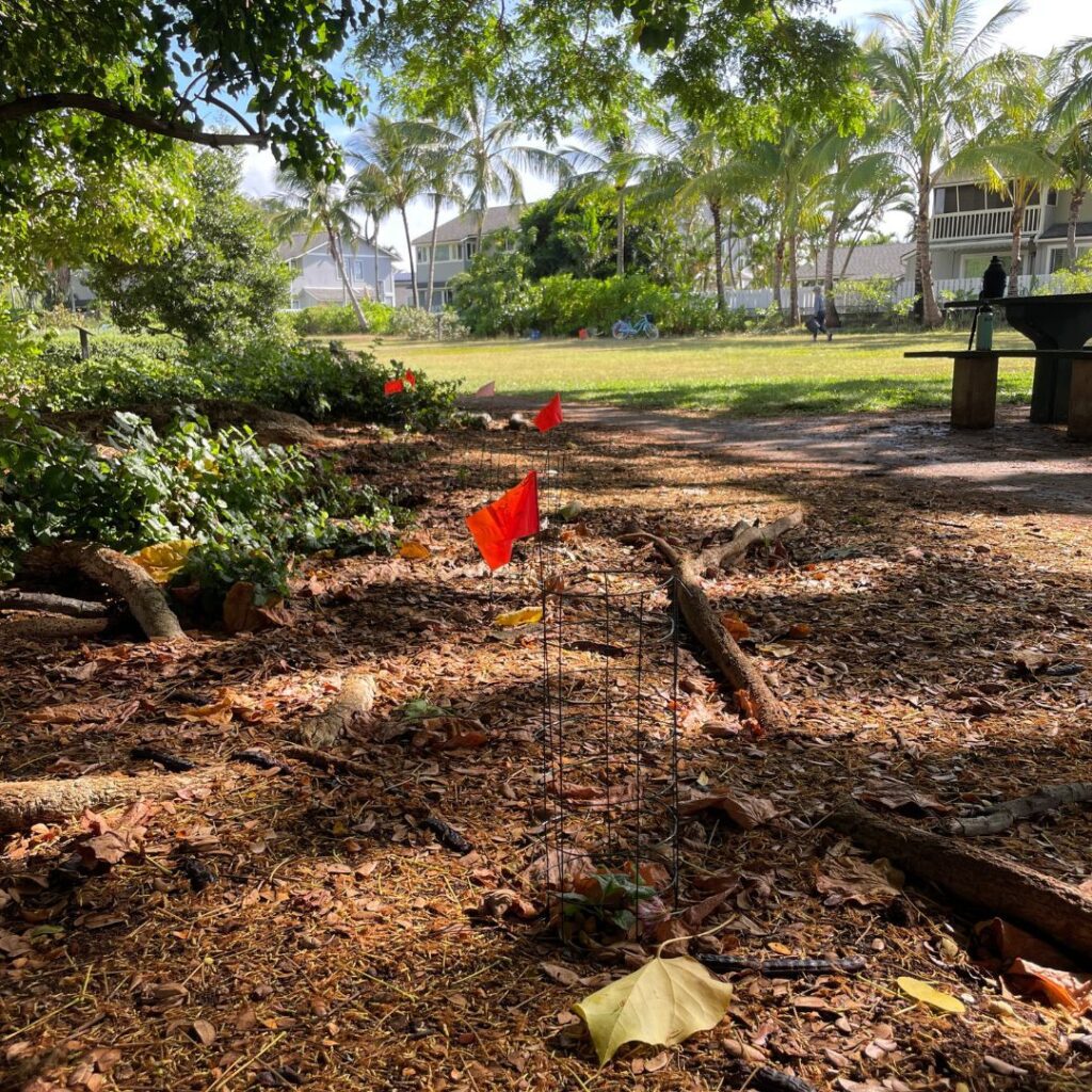 Guide to Volunteering on Oahu: 14 Unforgettable Ways to Give Back Hawaii Calling a park with trees and flags