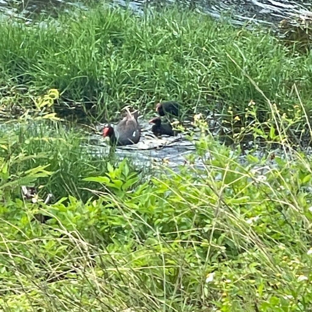 Hui O Ko'olaupoko | Protecting The Ocean By Caring For The Land On Oahu Hawaii Calling a group of birds in a pond