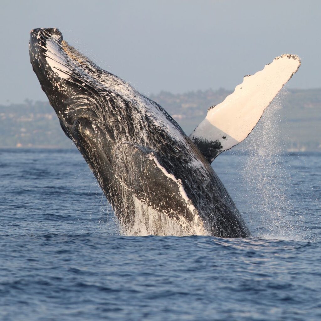The 26 Best Things To Do On Maui | Bucket List Guide (2025) Hawaii Calling a whale jumping out of the water