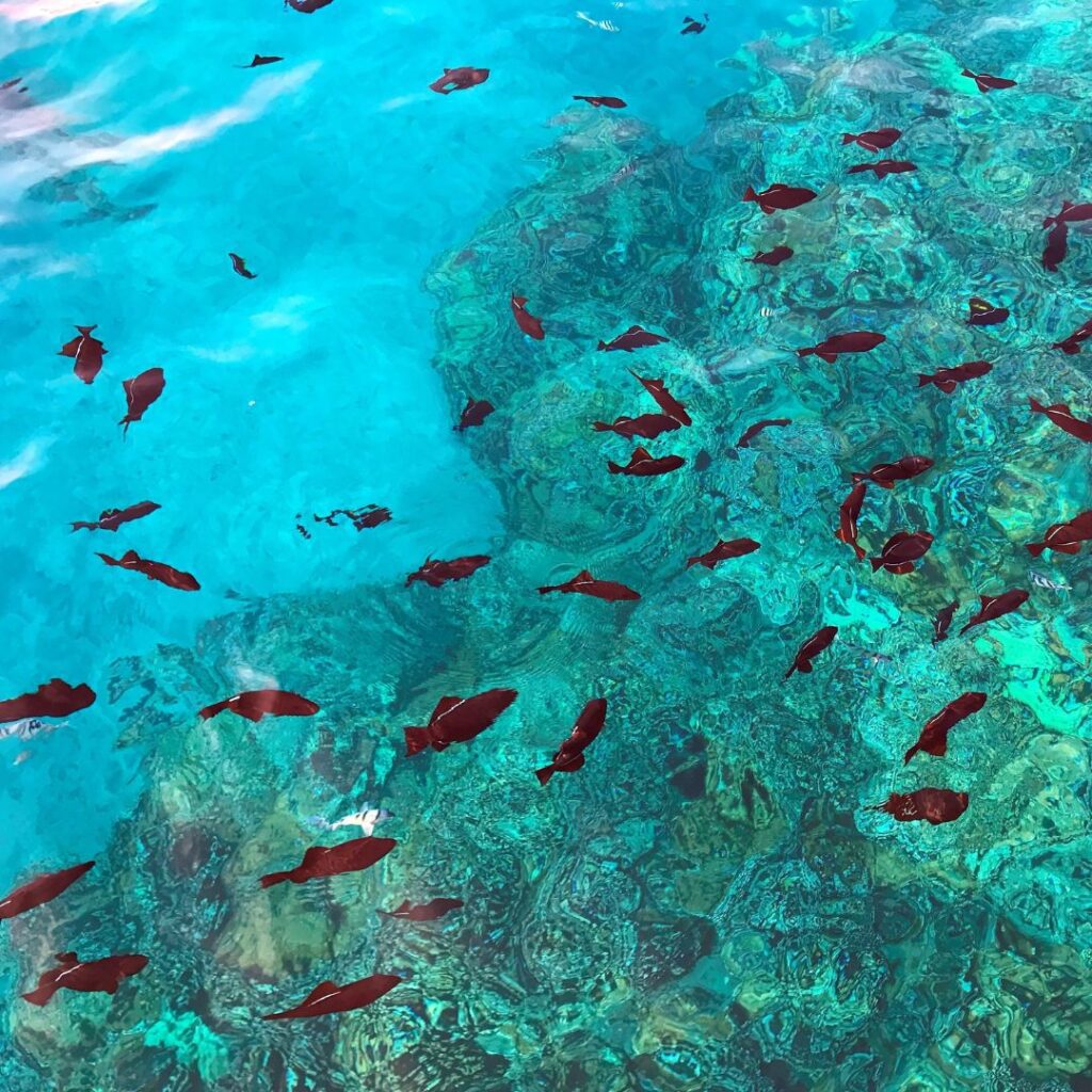 Snorkeling on Maui: The Ultimate Guide To 27 Amazing Spots Hawaii Calling a group of fish swimming in clear blue water