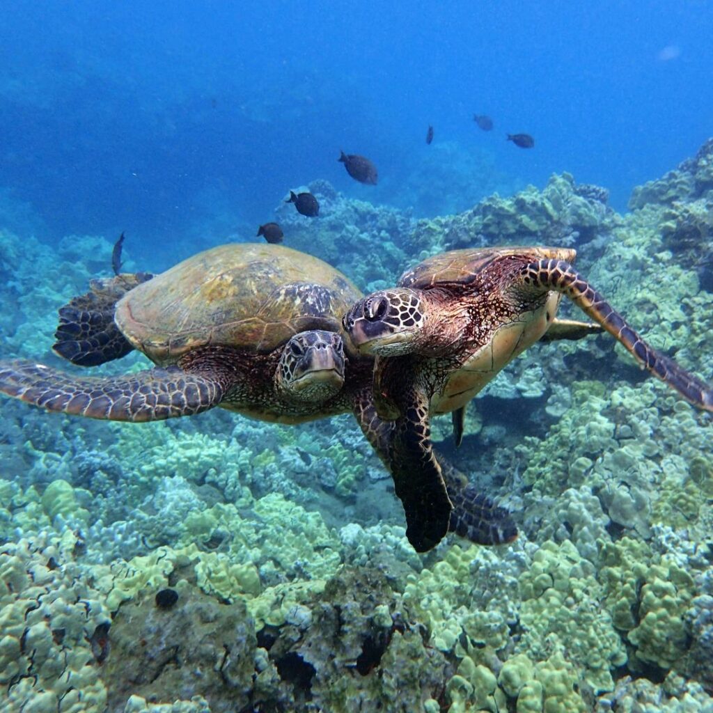 Snorkeling on Maui: The Ultimate Guide To 27 Amazing Spots Hawaii Calling a couple of turtles swimming under water