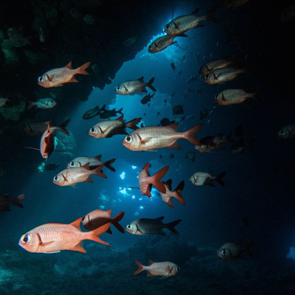35 Best Things To Do On The Big Island Hawaii Calling a school of fish swimming in the ocean