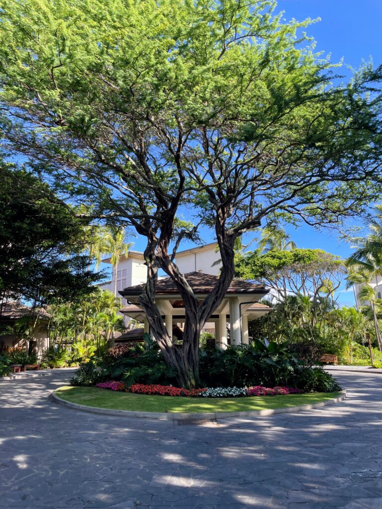 Review Montage Kapalua Bay | Maui Luxury Hawaii Calling a tree in a circle surrounded by plants