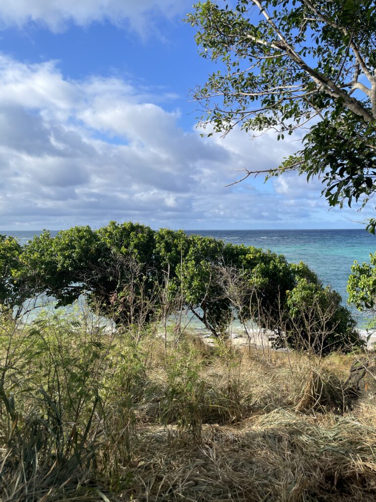 Kaupō Hillside Restoration: How to Get Involved as a Volunteer Hawaii Calling a group of trees by the water