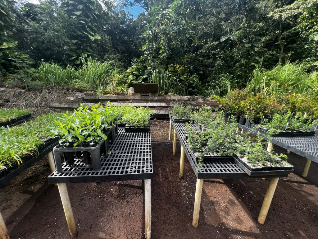 What to Expect as a Waimea Valley Volunteer: An Unforgettable Experience Hawaii Calling plants in a garden with plants