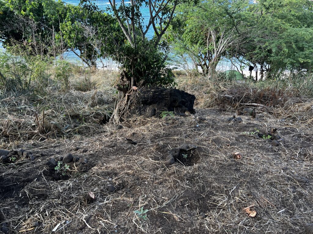 Kaupō Hillside Restoration: How to Get Involved as a Volunteer Hawaii Calling a dirt field with trees and a body of water