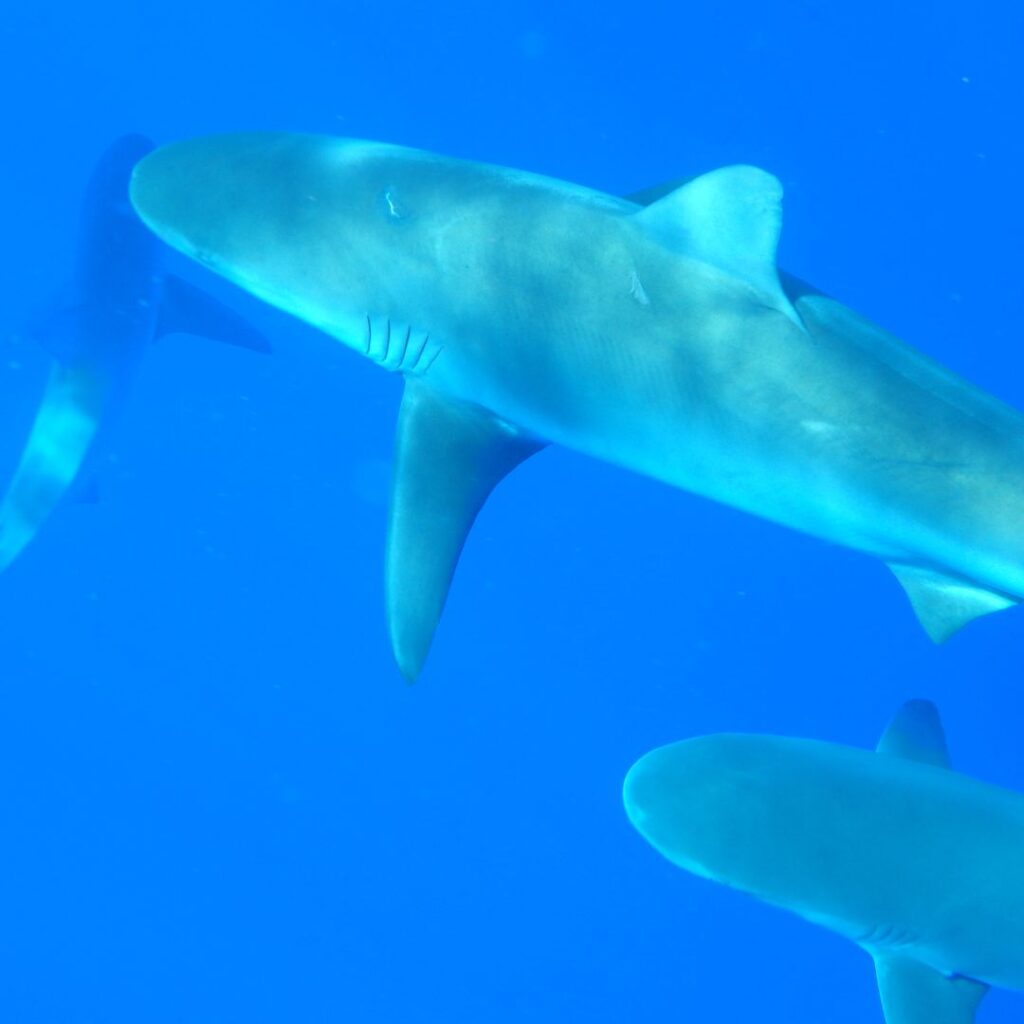10 Breathtaking Honolulu Water Activities You Have To Experience (2025) Hawaii Calling a group of sharks swimming in blue water
