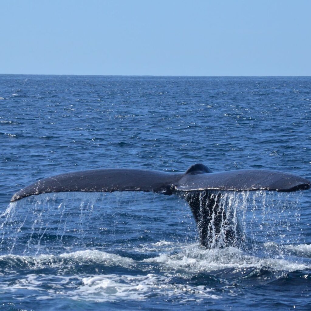 10 Breathtaking Honolulu Water Activities You Have To Experience (2025) Hawaii Calling a whale tail above the water