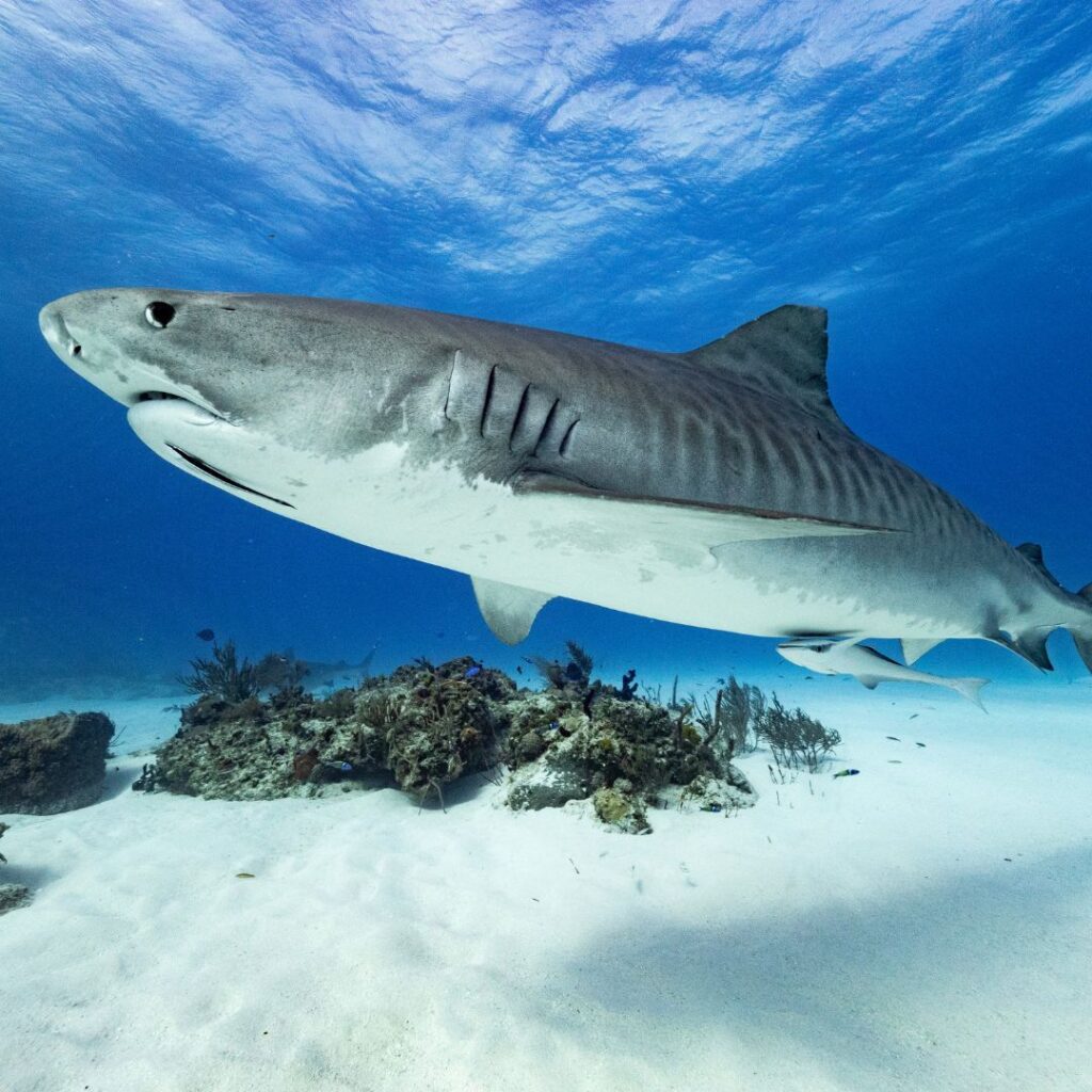 The Ultimate Oahu Shark Diving Experience: Everything You Need To Know Hawaii Calling a shark swimming in the water