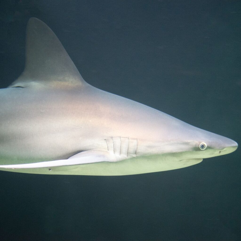 The Ultimate Oahu Shark Diving Experience: Everything You Need To Know Hawaii Calling a shark swimming in the water