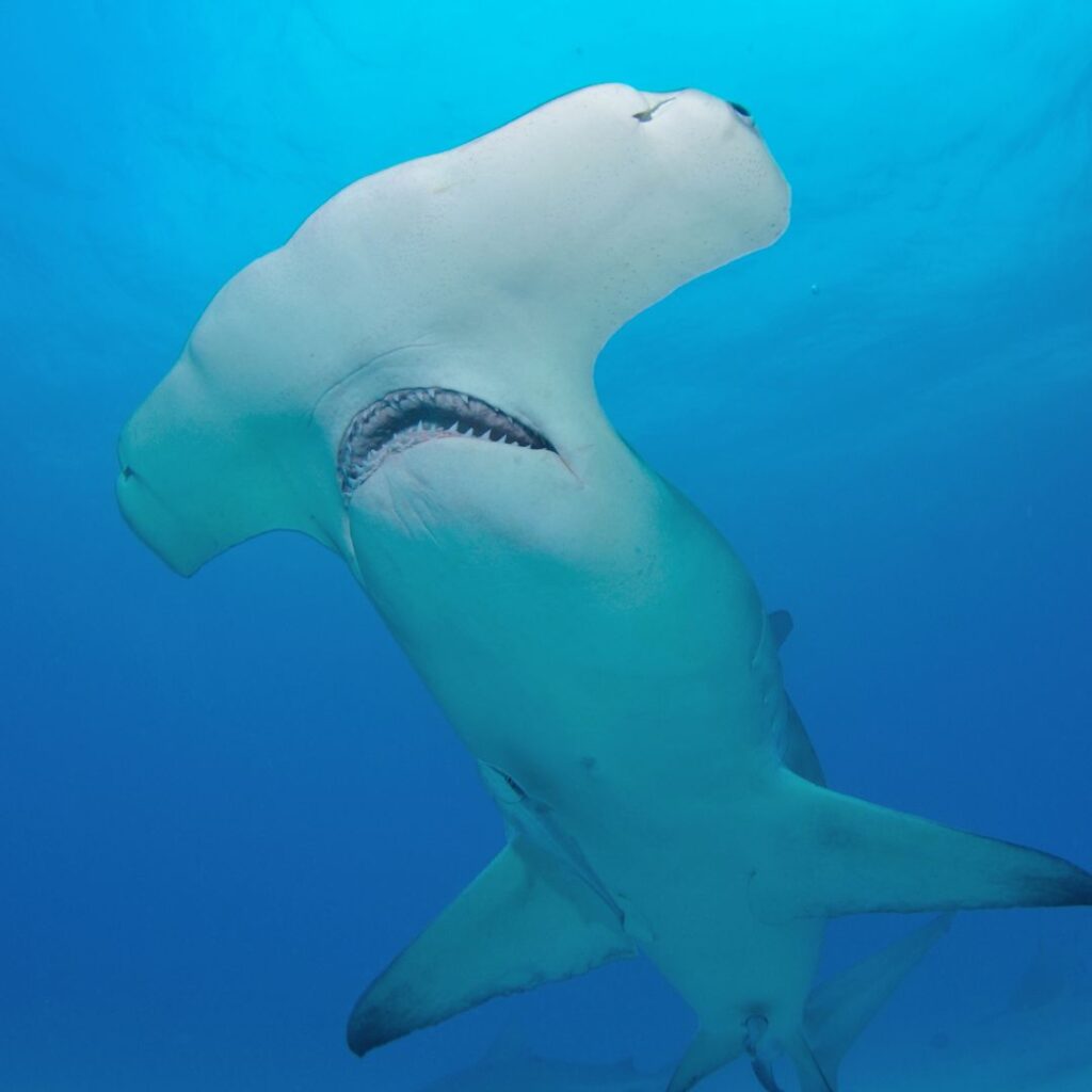 The Ultimate Oahu Shark Diving Experience: Everything You Need To Know Hawaii Calling a shark swimming in the water