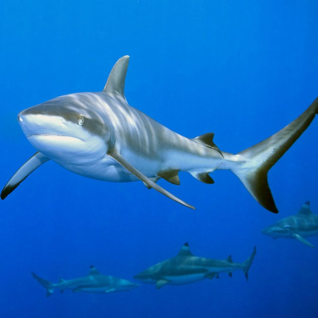 The Ultimate Oahu Shark Diving Experience: Everything You Need To Know Hawaii Calling a group of sharks swimming in the water