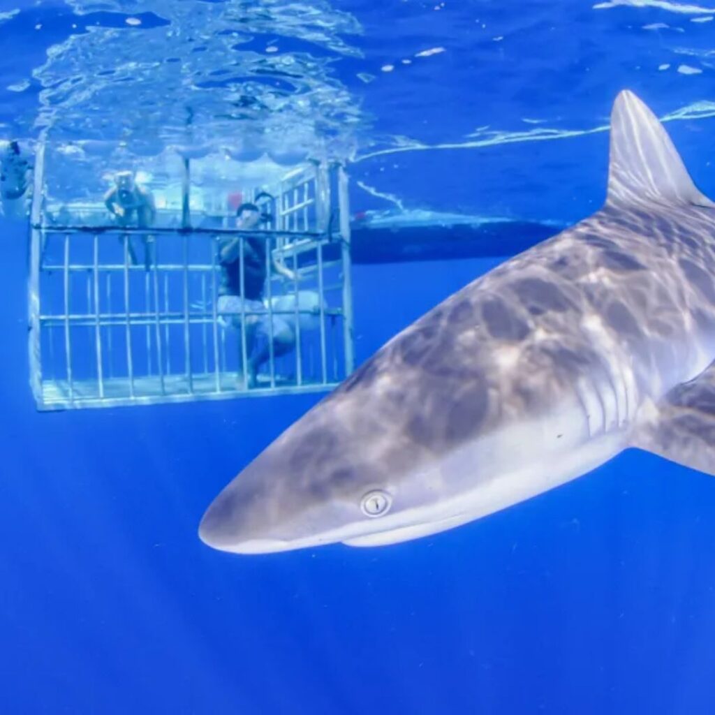 The Ultimate Oahu Shark Diving Experience: Everything You Need To Know Hawaii Calling A shark swims by a group of tourist on an oahu shark diving tour