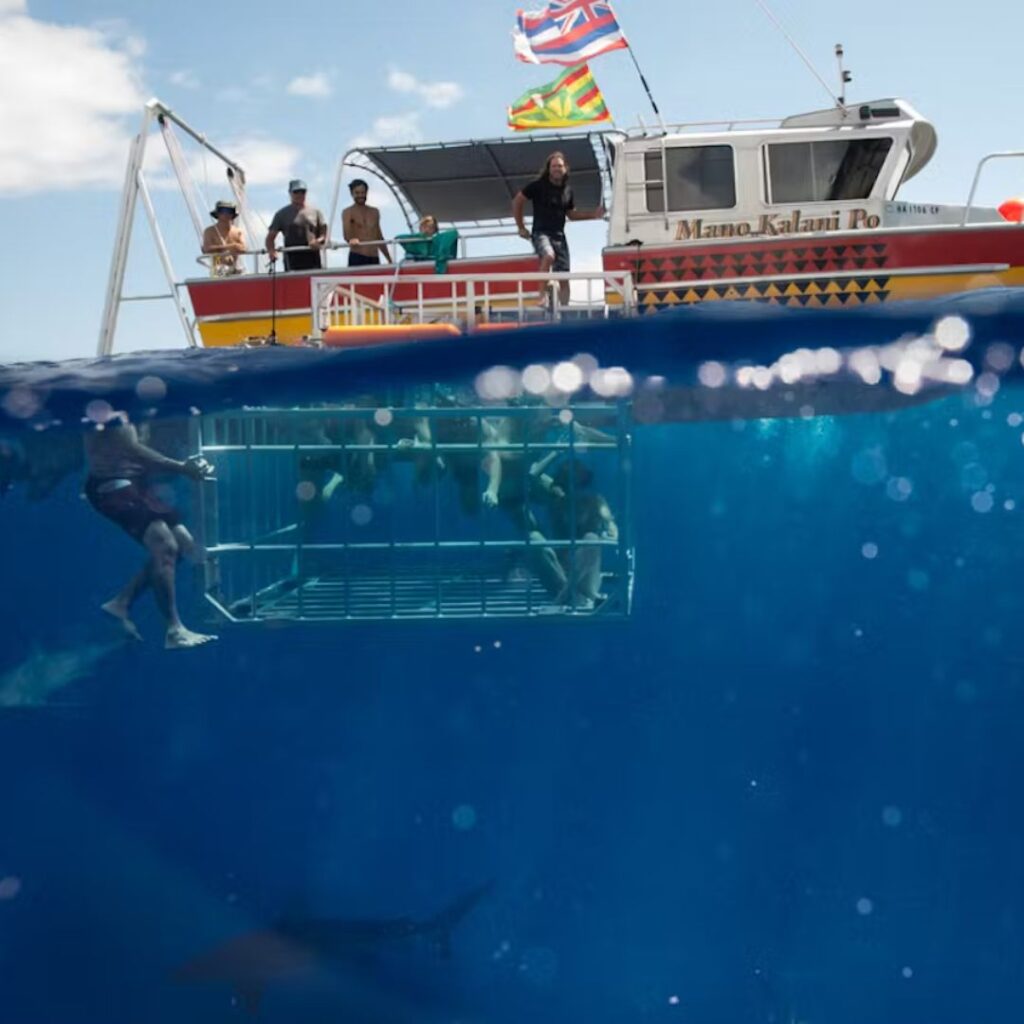 The Ultimate Oahu Shark Diving Experience: Everything You Need To Know Hawaii Calling a group of people in a cage under water