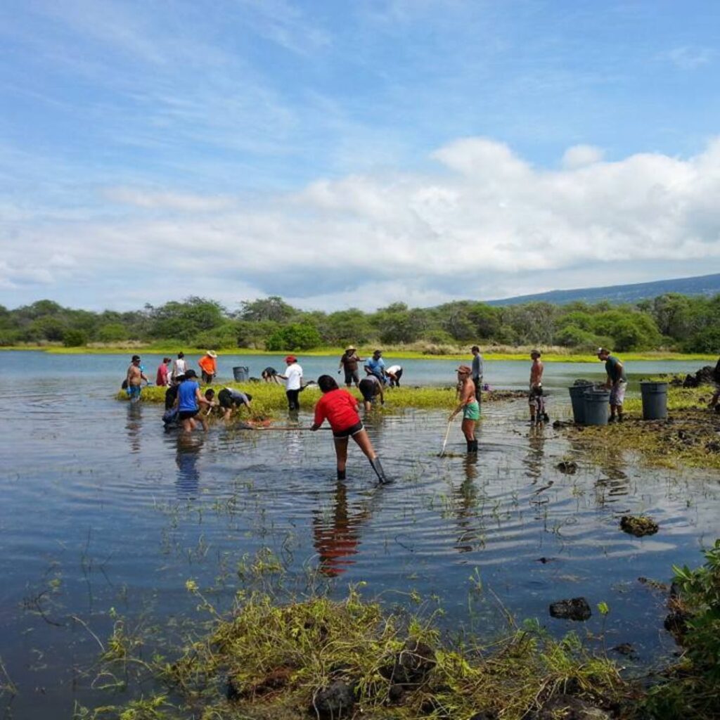 Guide to Volunteering on Oahu: 14 Unforgettable Ways to Give Back Hawaii Calling a group of people standing in a pond