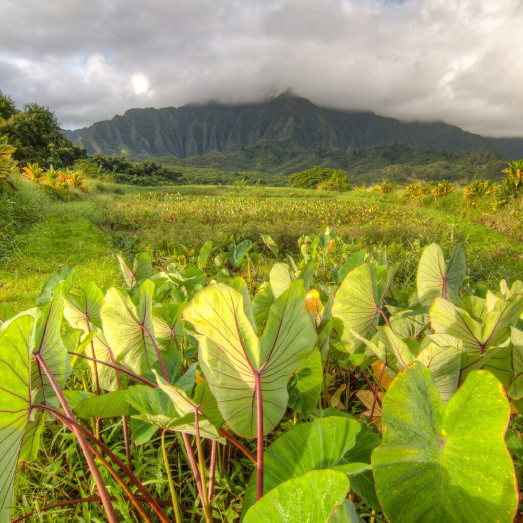 Guide to Volunteering on Oahu: 14 Unforgettable Ways to Give Back Hawaii Calling a green field with plants and a mountain in the background