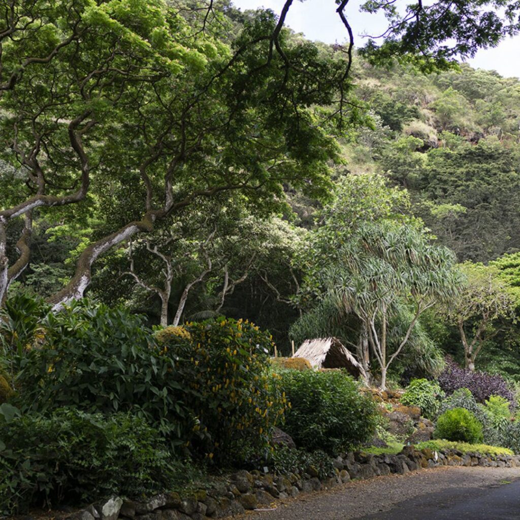 Guide to Volunteering on Oahu: 14 Unforgettable Ways to Give Back Hawaii Calling a road with trees and bushes