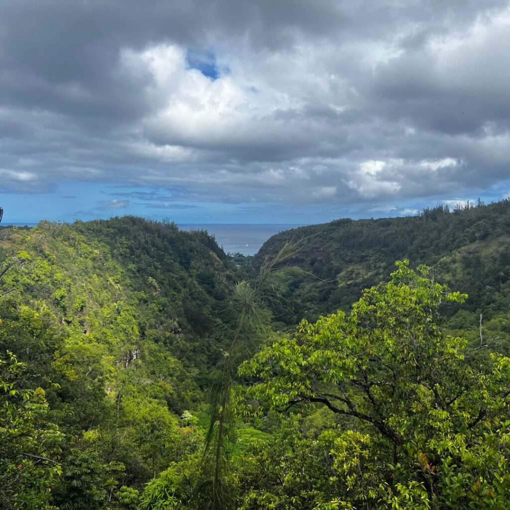 What to Expect as a Waimea Valley Volunteer: An Unforgettable Experience Hawaii Calling Beautiful views of Waimea Valley, these views are only possible by being a Waimea Valley volunteer.