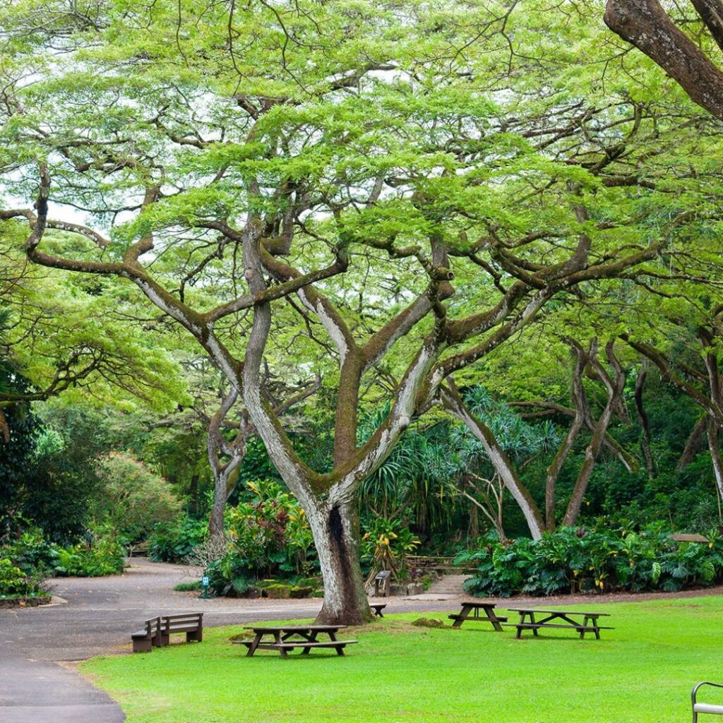 What to Expect as a Waimea Valley Volunteer: An Unforgettable Experience Hawaii Calling a park with benches and trees