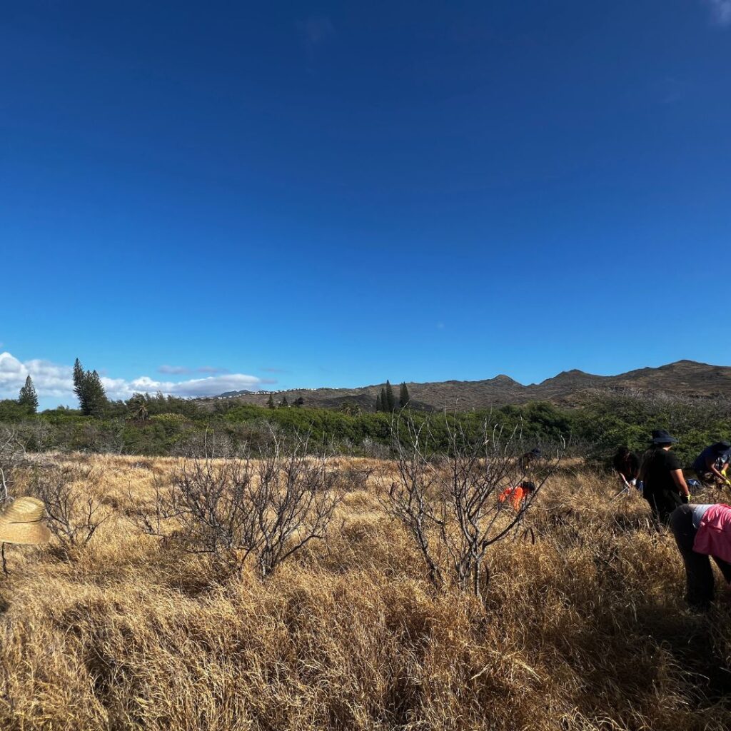 Kaloko Inlet Restoration: The Ultimate Coastal Volunteer Opportunity Hawaii Calling a group of people in a field