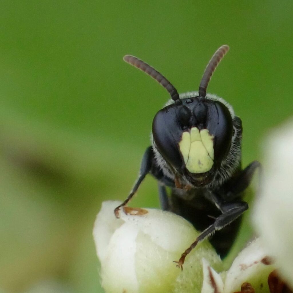 Kaloko Inlet Restoration: The Ultimate Coastal Volunteer Opportunity Hawaii Calling a close up of a bee on a flower